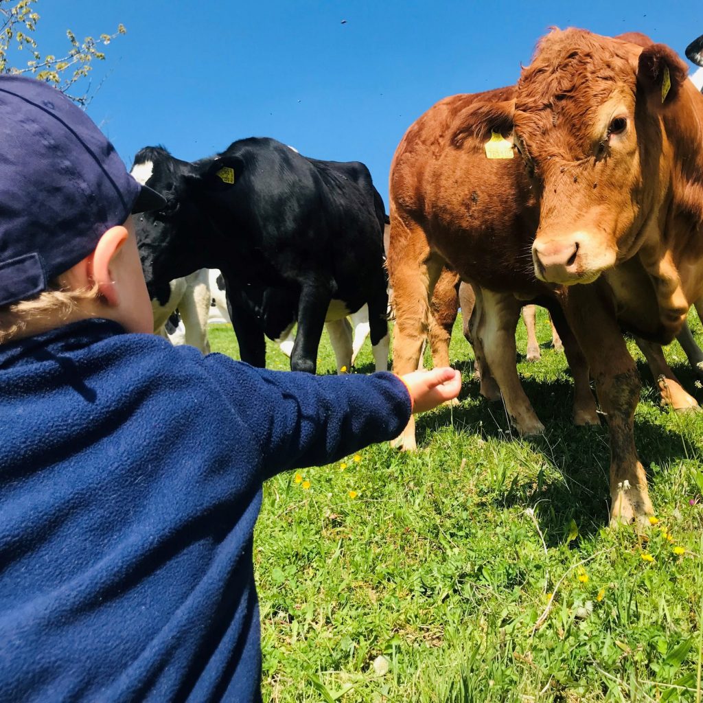 Elias füttert Rinder auf der Weide_