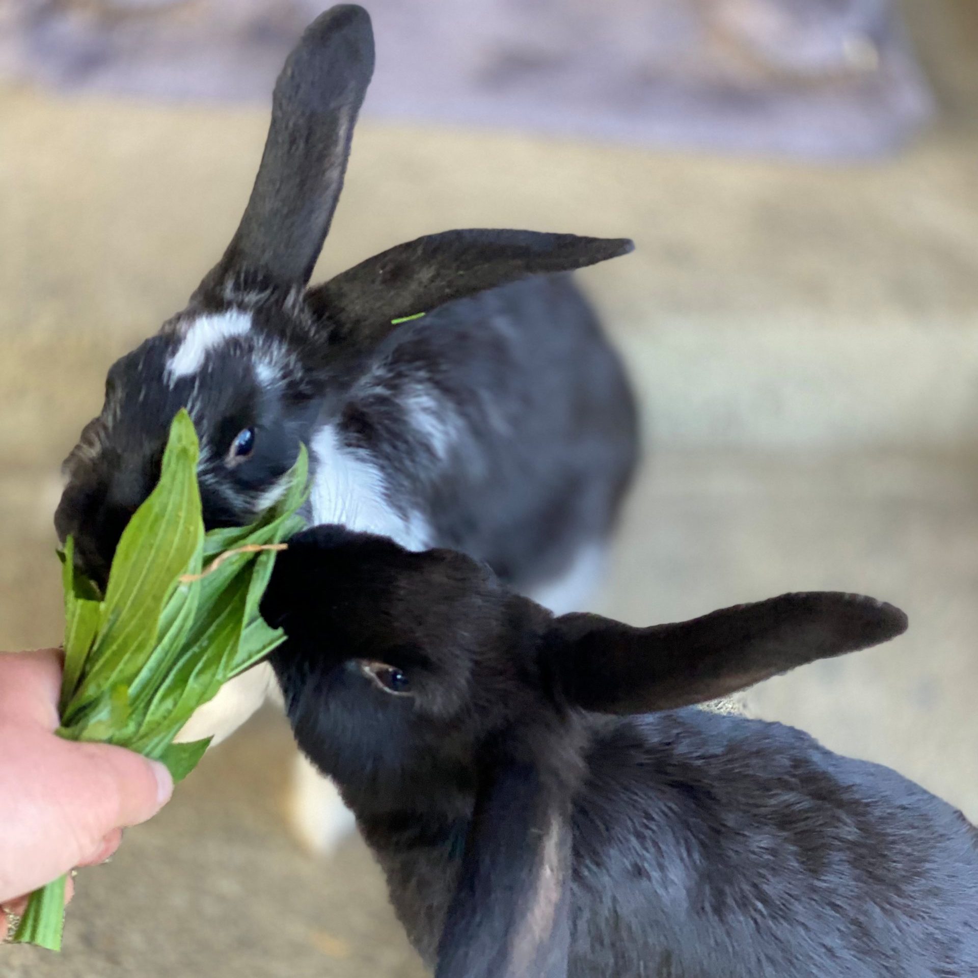Kiwi und Nori fressen aus der Hand Kiwi und Nori fressen aus der Hand